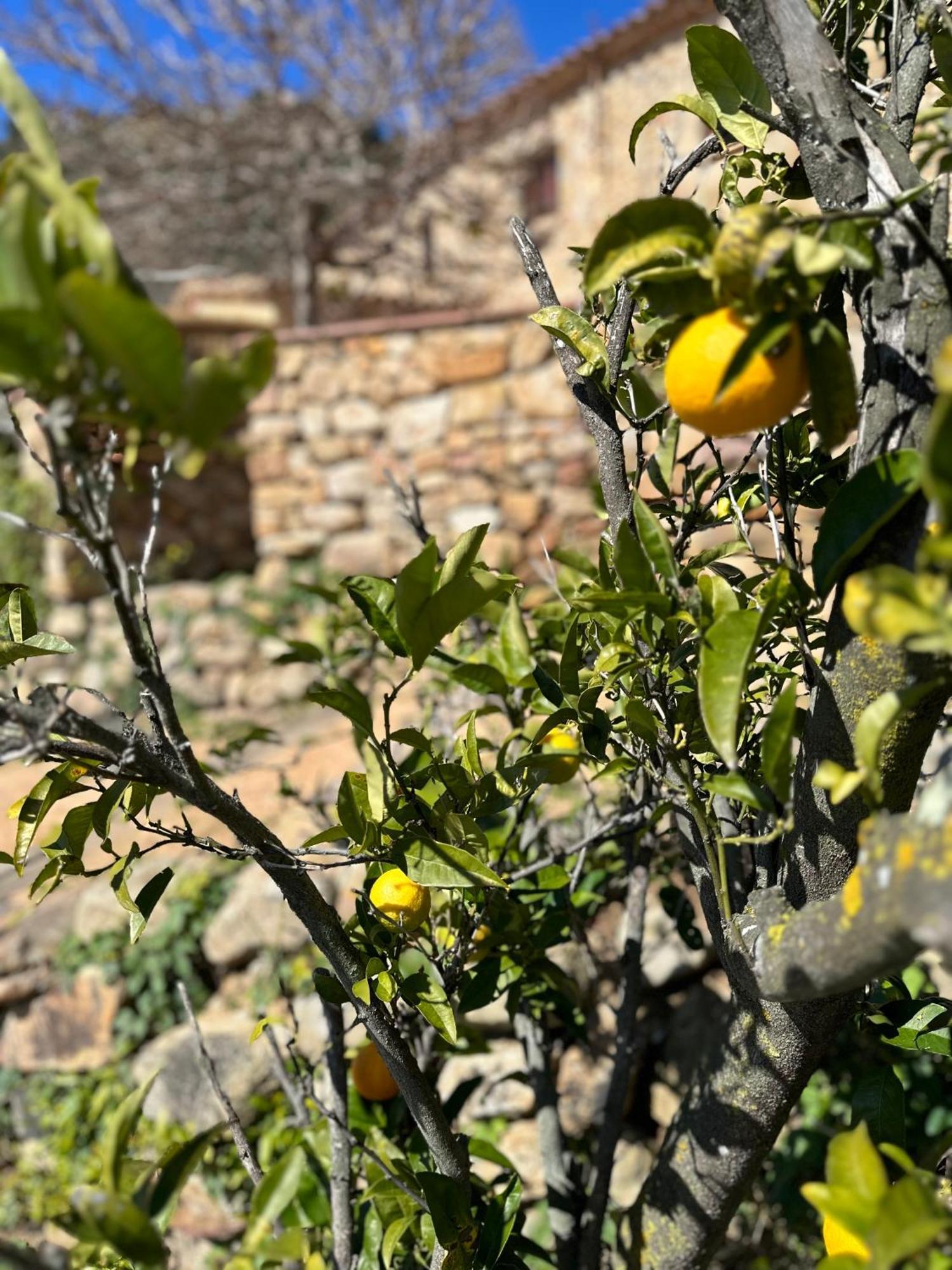 B&B La Vista Brava Platja d'Aro Εξωτερικό φωτογραφία